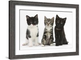 Portraits of Three Kittens-Mark Taylor-Framed Photographic Print