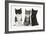 Portraits of Three Kittens-Mark Taylor-Framed Photographic Print