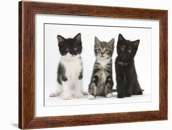 Portraits of Three Kittens-Mark Taylor-Framed Photographic Print