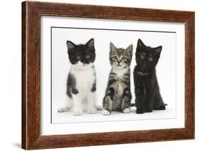Portraits of Three Kittens-Mark Taylor-Framed Photographic Print