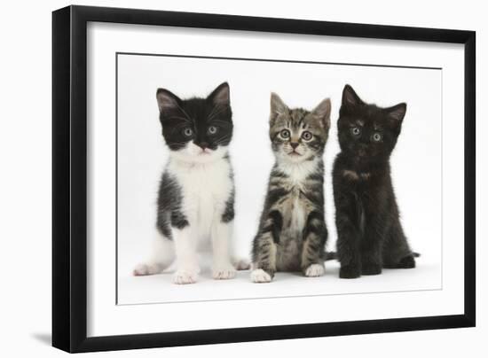 Portraits of Three Kittens-Mark Taylor-Framed Photographic Print