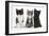 Portraits of Three Kittens-Mark Taylor-Framed Photographic Print