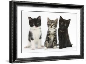 Portraits of Three Kittens-Mark Taylor-Framed Photographic Print