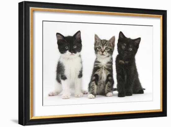 Portraits of Three Kittens-Mark Taylor-Framed Photographic Print