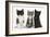 Portraits of Three Kittens-Mark Taylor-Framed Photographic Print