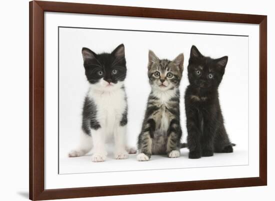 Portraits of Three Kittens-Mark Taylor-Framed Photographic Print