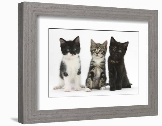 Portraits of Three Kittens-Mark Taylor-Framed Photographic Print