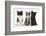 Portraits of Three Kittens-Mark Taylor-Framed Photographic Print