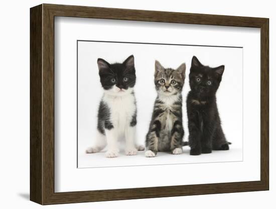 Portraits of Three Kittens-Mark Taylor-Framed Photographic Print