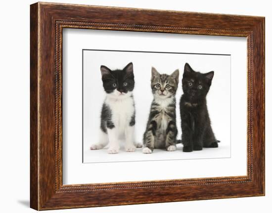 Portraits of Three Kittens-Mark Taylor-Framed Photographic Print