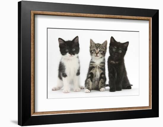 Portraits of Three Kittens-Mark Taylor-Framed Photographic Print