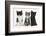 Portraits of Three Kittens-Mark Taylor-Framed Photographic Print