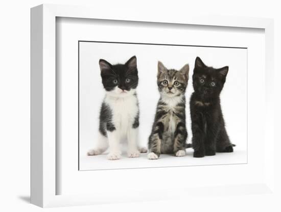 Portraits of Three Kittens-Mark Taylor-Framed Photographic Print