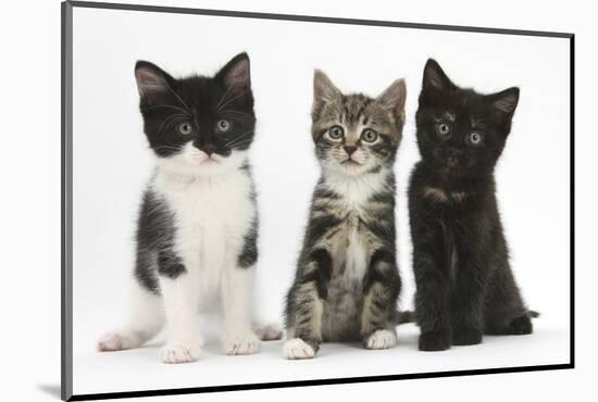 Portraits of Three Kittens-Mark Taylor-Mounted Photographic Print