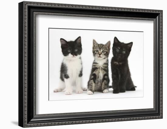 Portraits of Three Kittens-Mark Taylor-Framed Photographic Print