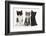 Portraits of Three Kittens-Mark Taylor-Framed Photographic Print