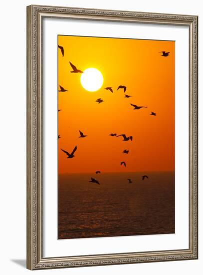 Portugal, Algarve, Lagos, Sunrise, Flock of Gulls-Chris Seba-Framed Photographic Print