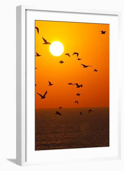 Portugal, Algarve, Lagos, Sunrise, Flock of Gulls-Chris Seba-Framed Photographic Print