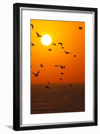 Portugal, Algarve, Lagos, Sunrise, Flock of Gulls-Chris Seba-Framed Photographic Print