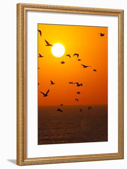 Portugal, Algarve, Lagos, Sunrise, Flock of Gulls-Chris Seba-Framed Photographic Print