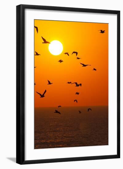 Portugal, Algarve, Lagos, Sunrise, Flock of Gulls-Chris Seba-Framed Photographic Print