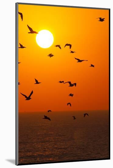 Portugal, Algarve, Lagos, Sunrise, Flock of Gulls-Chris Seba-Mounted Photographic Print