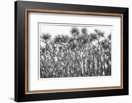 Portugal, Azores, Pico Island, Madalena. Dragon tree-Walter Bibikow-Framed Photographic Print