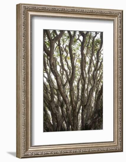 Portugal, Azores, Pico Island, Madalena. Dragon tree-Walter Bibikow-Framed Photographic Print