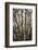 Portugal, Azores, Pico Island, Madalena. Dragon tree-Walter Bibikow-Framed Photographic Print