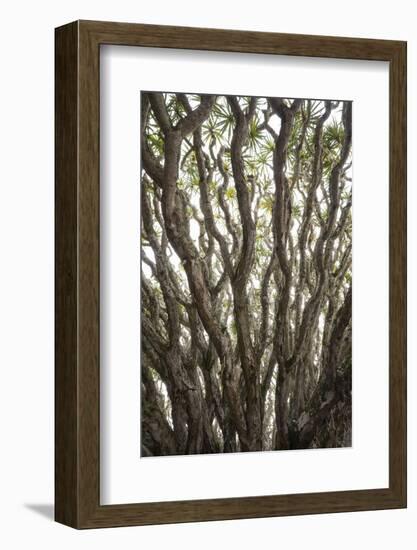 Portugal, Azores, Pico Island, Madalena. Dragon tree-Walter Bibikow-Framed Photographic Print