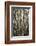 Portugal, Azores, Pico Island, Madalena. Dragon tree-Walter Bibikow-Framed Photographic Print