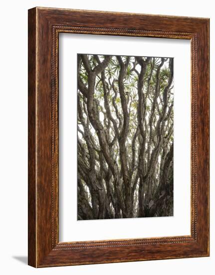 Portugal, Azores, Pico Island, Madalena. Dragon tree-Walter Bibikow-Framed Photographic Print