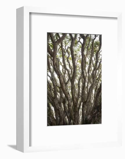 Portugal, Azores, Pico Island, Madalena. Dragon tree-Walter Bibikow-Framed Photographic Print