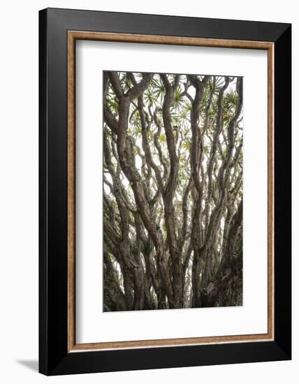 Portugal, Azores, Pico Island, Madalena. Dragon tree-Walter Bibikow-Framed Photographic Print