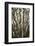 Portugal, Azores, Pico Island, Madalena. Dragon tree-Walter Bibikow-Framed Photographic Print