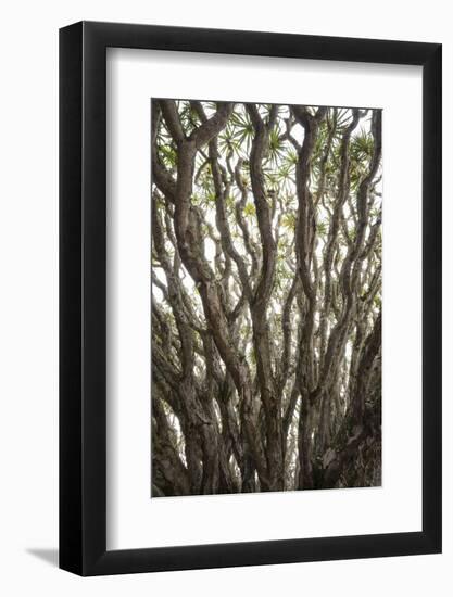 Portugal, Azores, Pico Island, Madalena. Dragon tree-Walter Bibikow-Framed Photographic Print