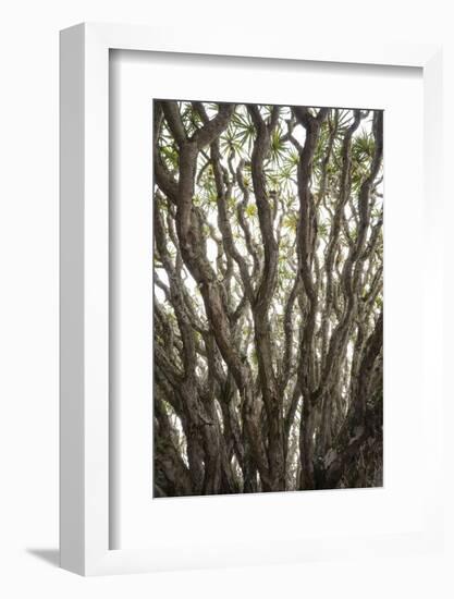 Portugal, Azores, Pico Island, Madalena. Dragon tree-Walter Bibikow-Framed Photographic Print