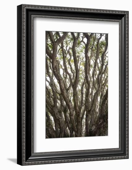 Portugal, Azores, Pico Island, Madalena. Dragon tree-Walter Bibikow-Framed Photographic Print