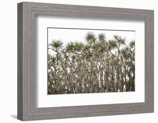 Portugal, Azores, Pico Island, Madalena. Dragon tree-Walter Bibikow-Framed Photographic Print