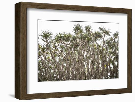 Portugal, Azores, Pico Island, Madalena. Dragon tree-Walter Bibikow-Framed Photographic Print