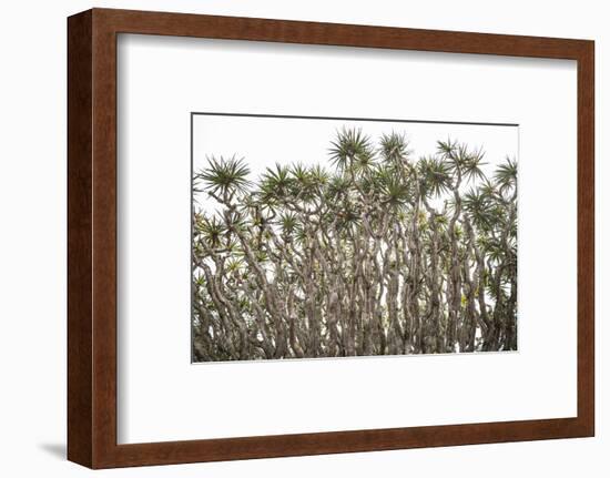 Portugal, Azores, Pico Island, Madalena. Dragon tree-Walter Bibikow-Framed Photographic Print