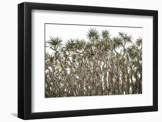 Portugal, Azores, Pico Island, Madalena. Dragon tree-Walter Bibikow-Framed Photographic Print