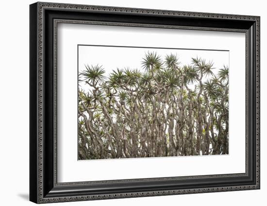 Portugal, Azores, Pico Island, Madalena. Dragon tree-Walter Bibikow-Framed Photographic Print