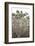 Portugal, Azores, Pico Island, Madalena. Dragon tree-Walter Bibikow-Framed Photographic Print