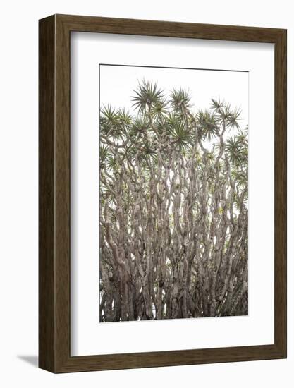 Portugal, Azores, Pico Island, Madalena. Dragon tree-Walter Bibikow-Framed Photographic Print