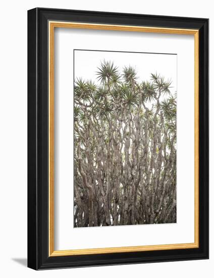 Portugal, Azores, Pico Island, Madalena. Dragon tree-Walter Bibikow-Framed Photographic Print