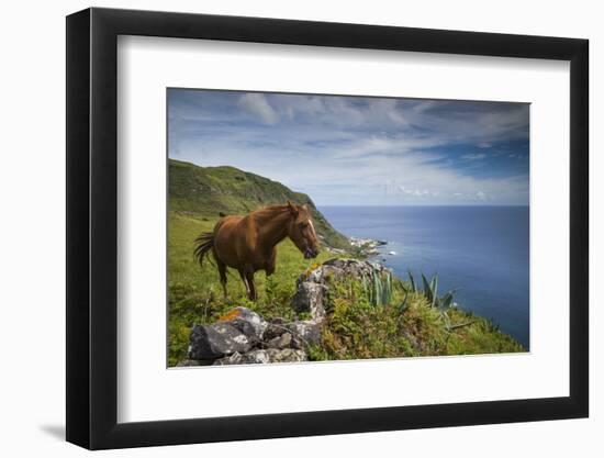 Portugal, Azores, Santa Maria Island, Maia. Horse in coastal pasture-Walter Bibikow-Framed Photographic Print