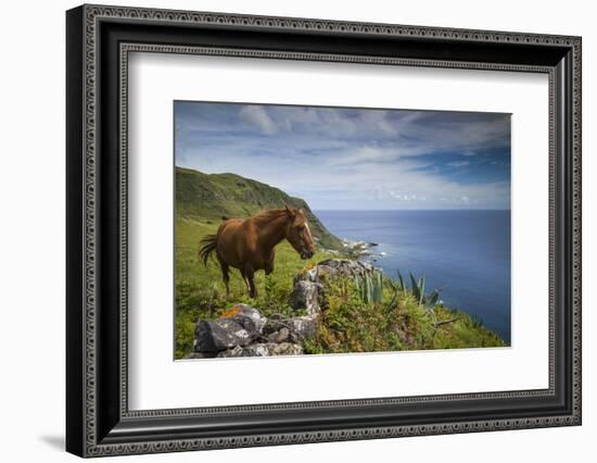 Portugal, Azores, Santa Maria Island, Maia. Horse in coastal pasture-Walter Bibikow-Framed Photographic Print