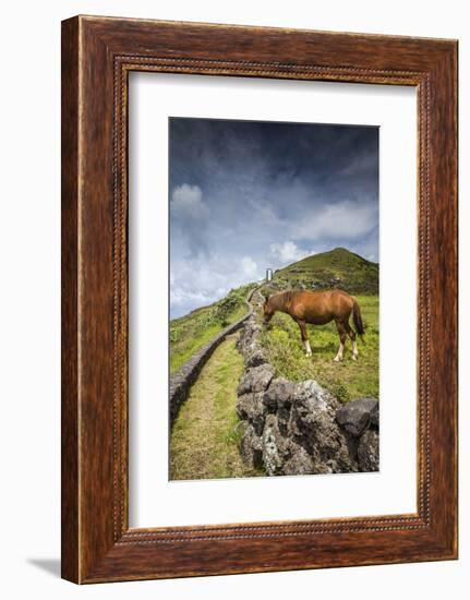 Portugal, Azores, Santa Maria Island, Maia. Horse in coastal pasture-Walter Bibikow-Framed Photographic Print