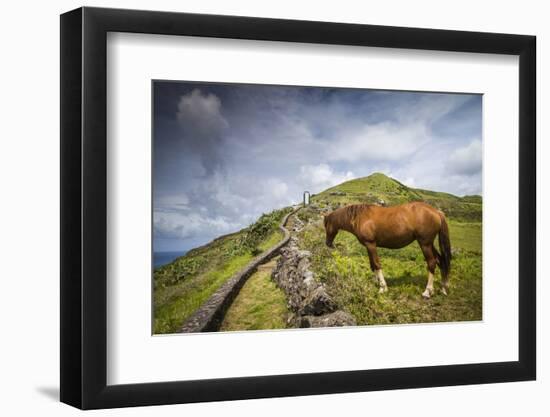 Portugal, Azores, Santa Maria Island, Maia. Horse in coastal pasture-Walter Bibikow-Framed Photographic Print